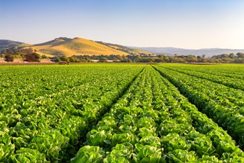 Lettuce Farm