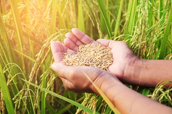 Rice in Hands