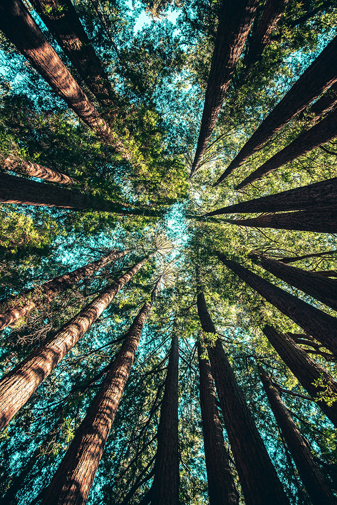 forest trees