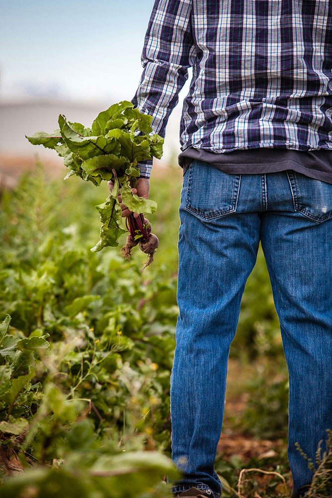 person harvesting plant